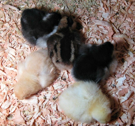 how to raise baby chickens