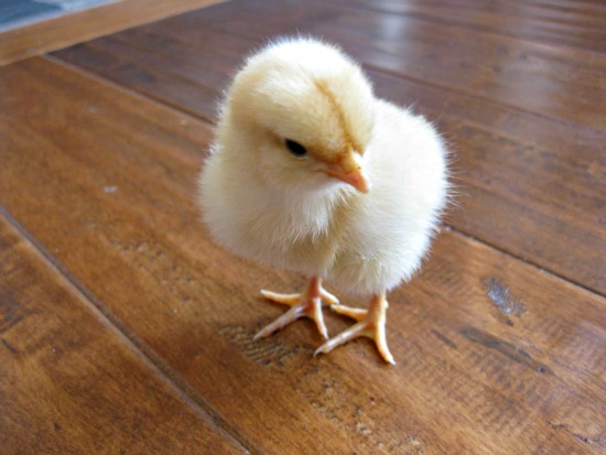 how to raise baby chicks