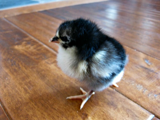 how to raise chicks