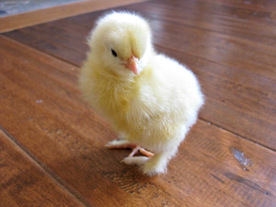raising baby chicks