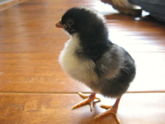 raising pet chickens
