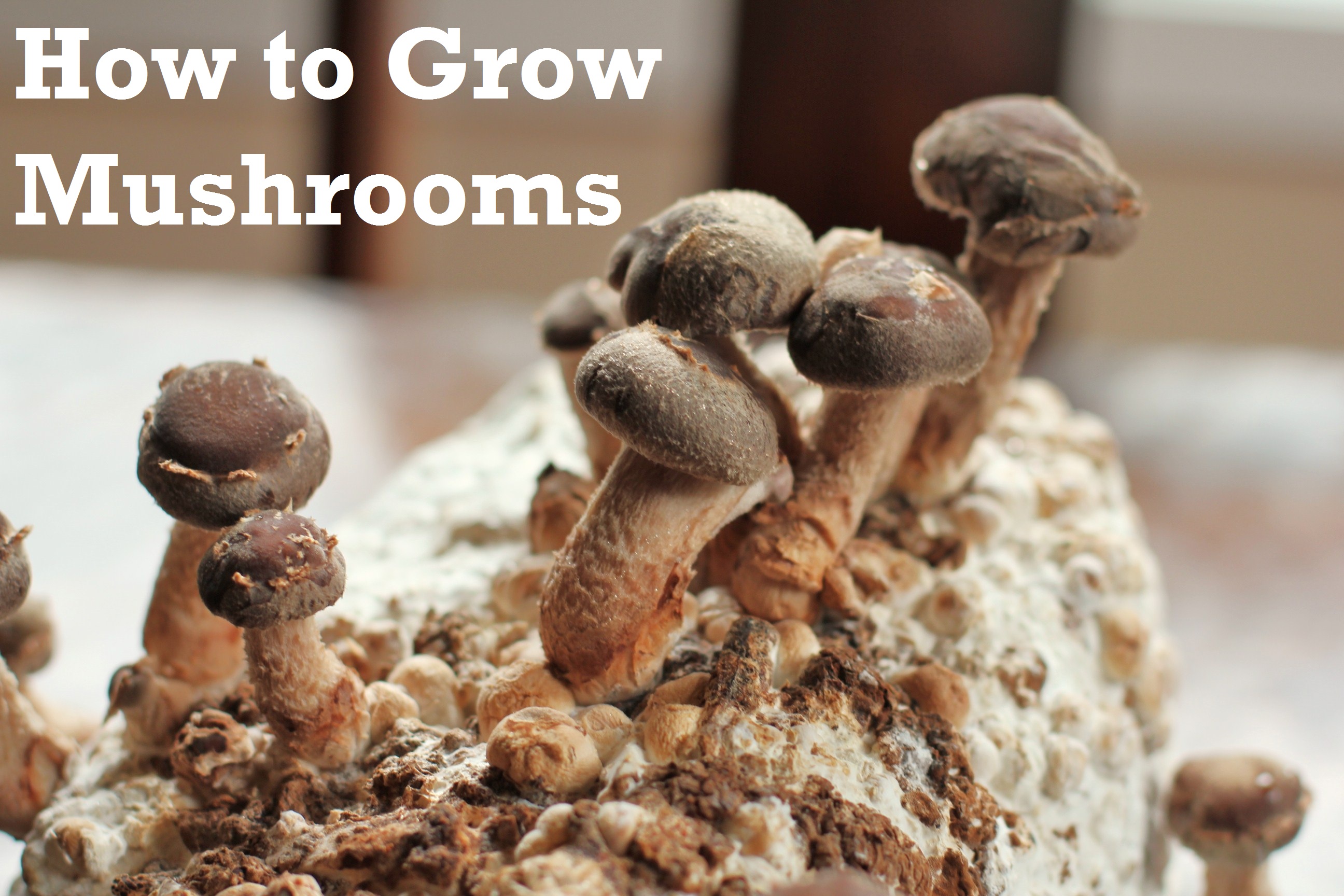 How to Grow Shiitake Mushrooms at Home
