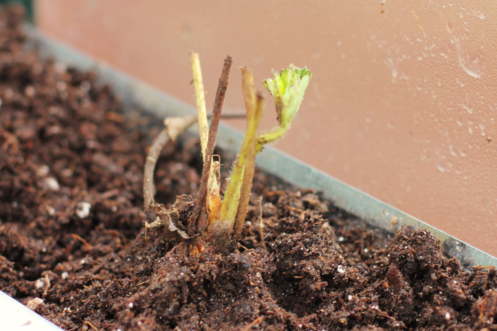How to Grow Food In a Greenhouse Planting Strawberries in Gutters