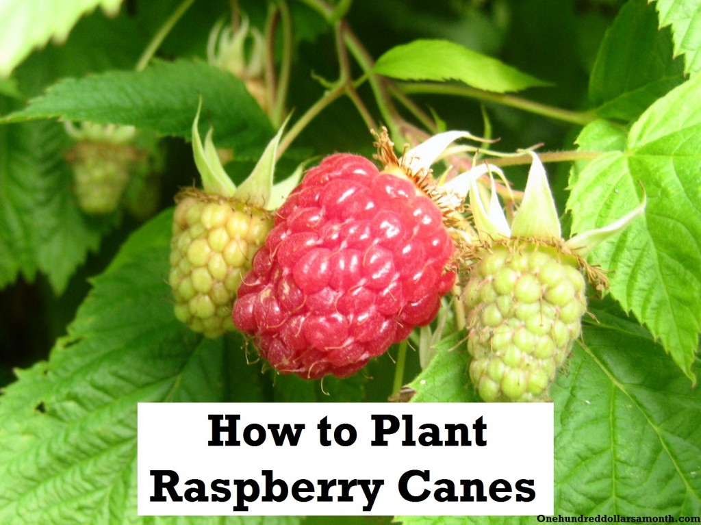 How to Grow Your Own Food How to Plant Raspberries / Raspberry Canes