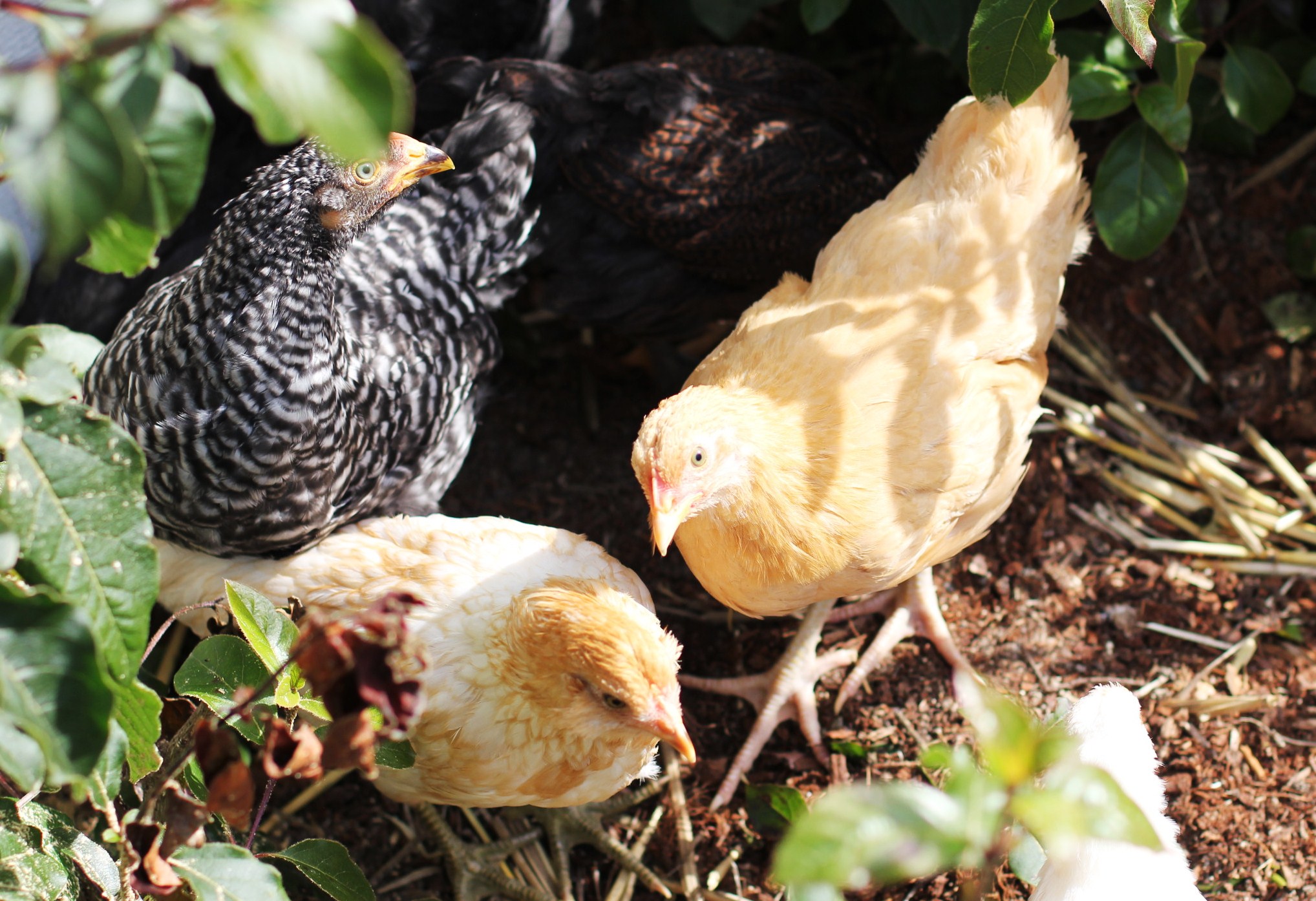 Raising Backyard Chickens As Pets