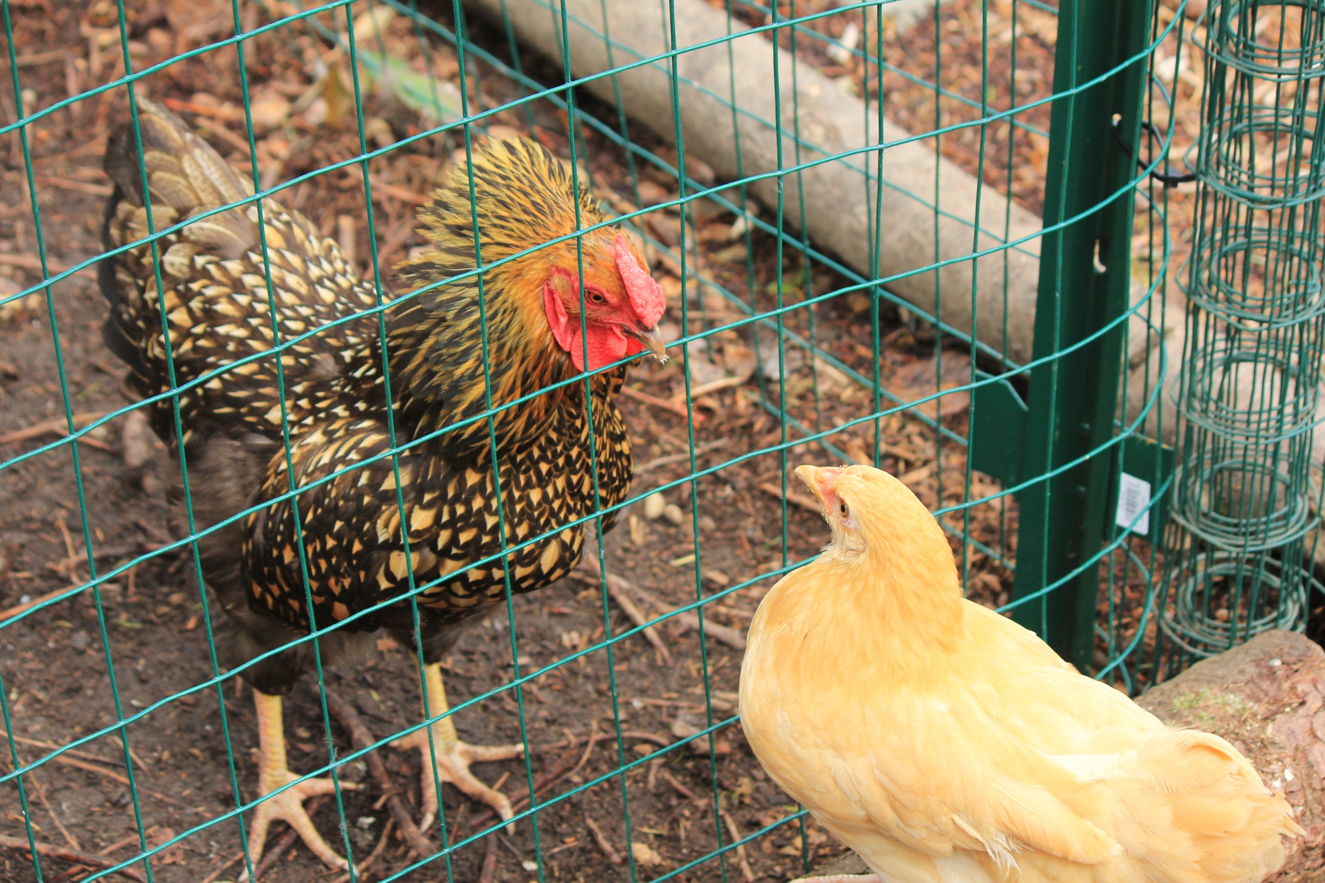 How to Introduce New Chickens into Your Existing Flock