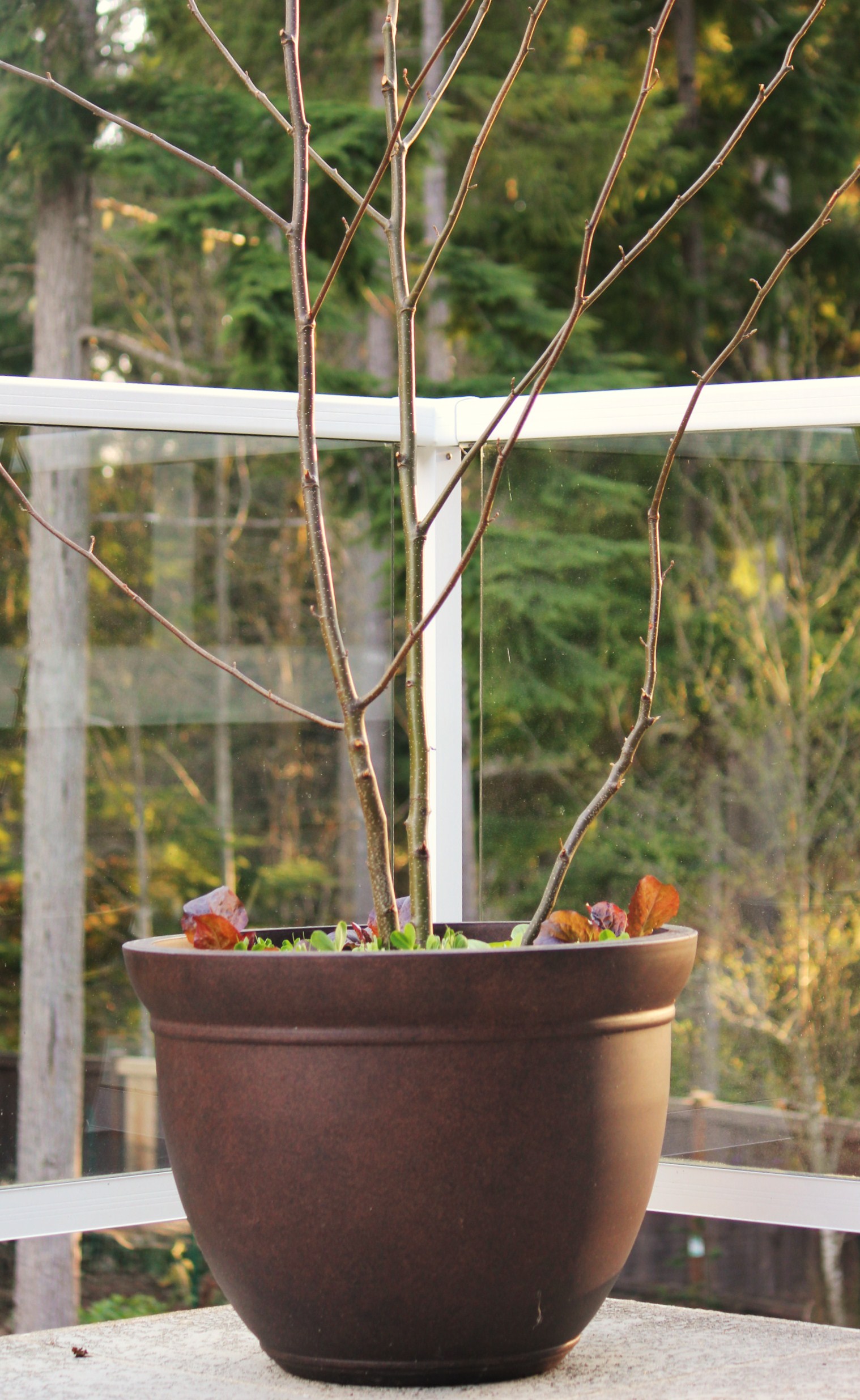 Container Gardening Ideas: Starting a Garden in a Container