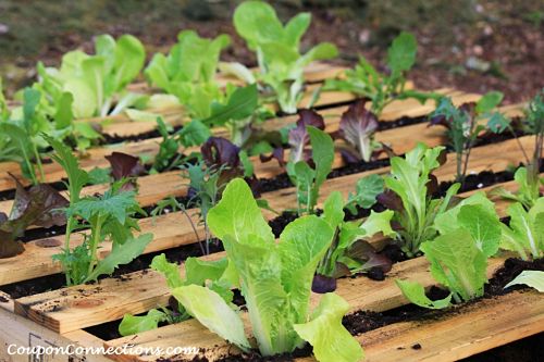 ... Garden Design: Form meets Function and Ease- Wooden Pallot Garden Bed