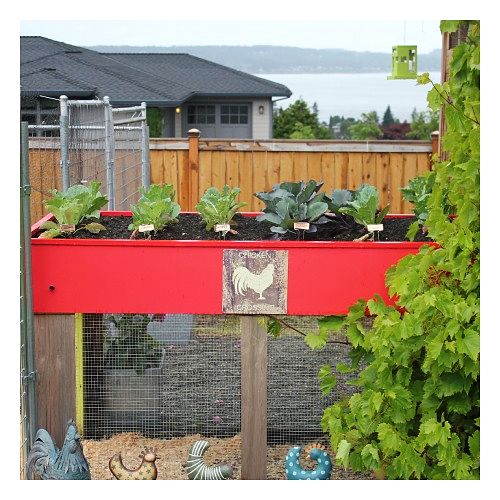 chicken coops for dummies