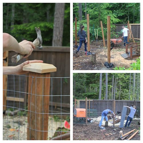 Raising Backyard Chickens - A New Chicken Yard For The ...