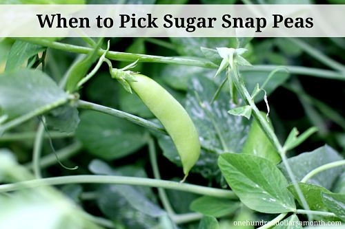 When to pick sugar snap peas