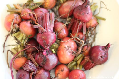 Beets Can