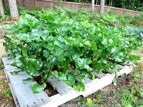 wood pallet garden
