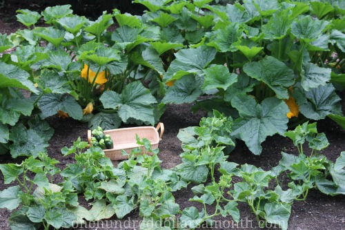 Image Result For Ants In Garden Vegetable Image Result For Ants In Garden Vegetable