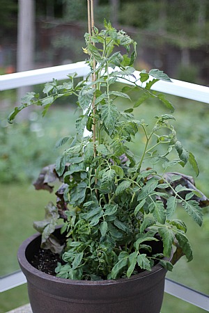 Container Gardening Vegetables on Mavis Garden Blog Vegetable Container Gardening