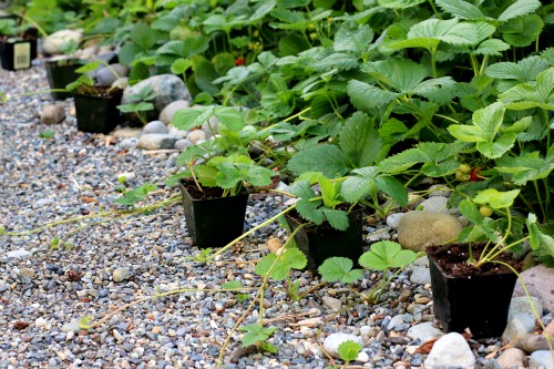 how to replant strawberry runners