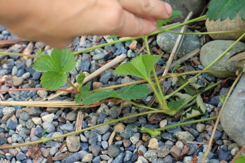 strawberry runners