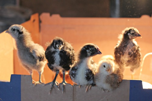 baby chicks 2 weeks