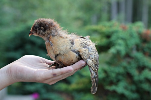 brown easter egger chick chicken 2 weeks