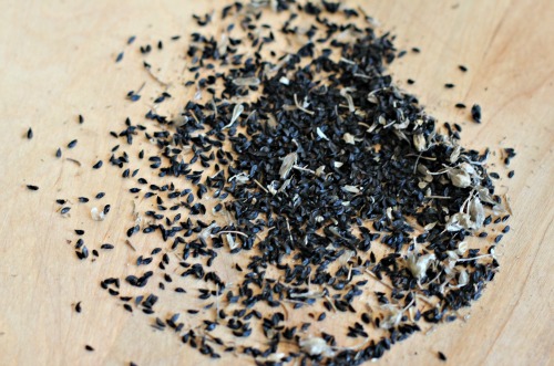 mavis garden blog how to save chive seeds one hundred help manage my money