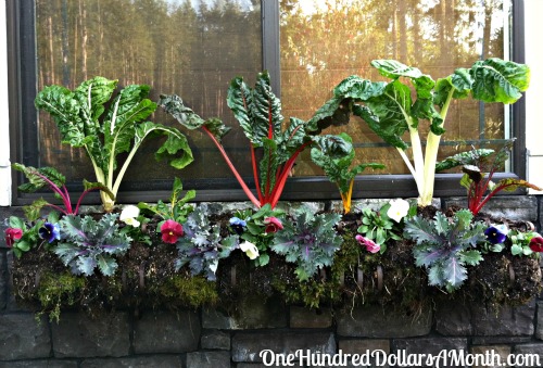 Garden Planter Boxes Ideas