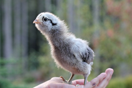 grey easter egger chicken chick