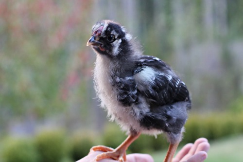 silver laced wyandotte chicks 2 weeks