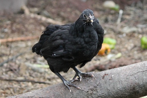 What Do Baby Chickens Look Like at When They Are 6 Weeks Old? - One