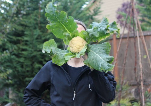 cauliflower-grown-in-fall.jpg