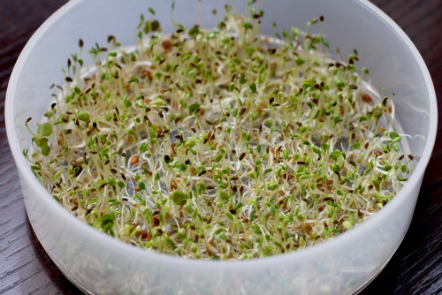 http://www.onehundreddollarsamonth.com/wp-content/uploads/2012/12/how-to-grow-sprouts.jpg