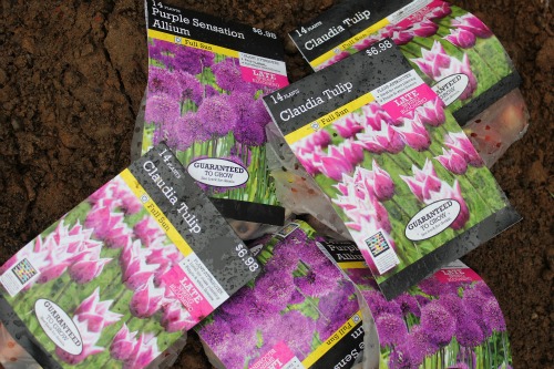 Mavis Garden Blog – Tulips and Daisies