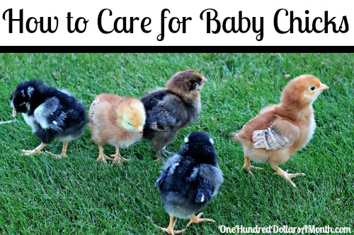 how to care for baby chicks