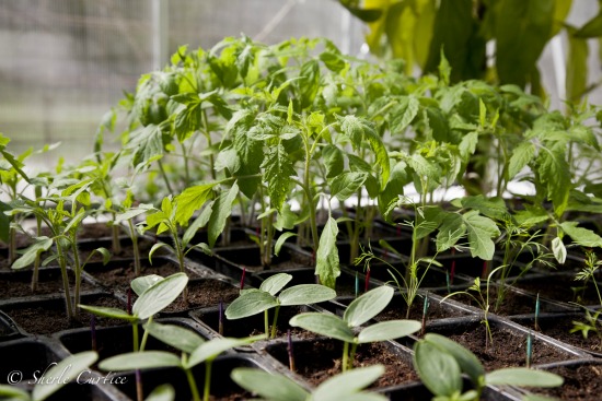 Starting Seedlings Under Grow Lights vs. Natural Light
