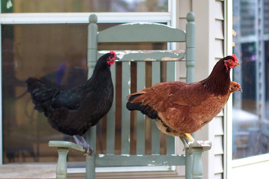 Hens in Chair