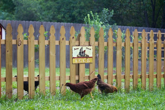 Hens in Yard