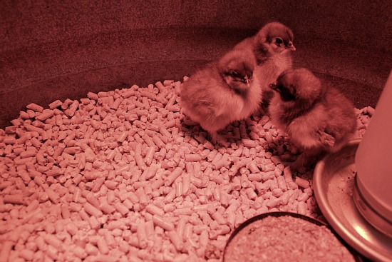 raising backyard chickens baby blue cochin chicks one raising backyard chickens baby blue cochin chicks one