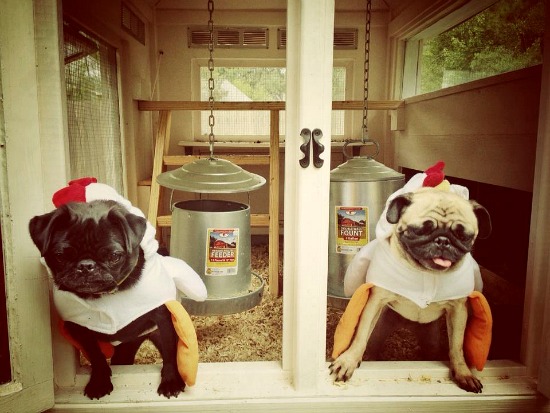 merry christmas pugs