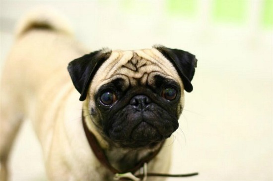 pugs in louisiana mavis mail aubre from louisiana sends in pug and hen photos one hundred pugs in louisiana mavis mail aubre from louisiana sends in pug and hen photos one hundred