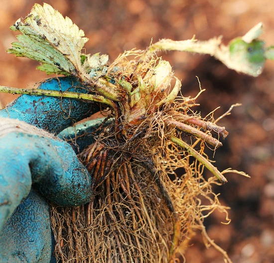 How to Grow Strawberries Start to Finish
