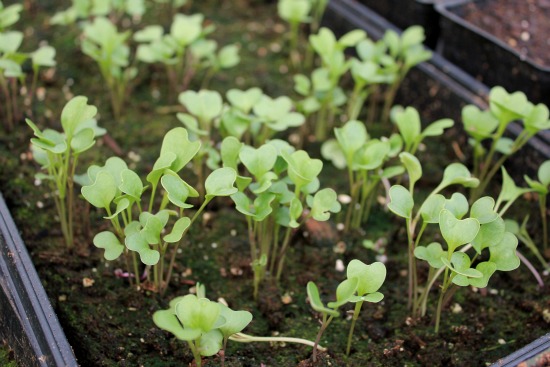 Seedlings starting to grow