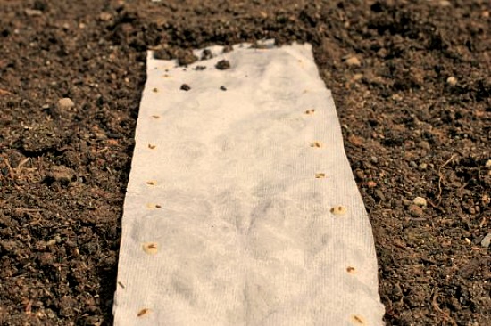 how to make a seed tape kids projects