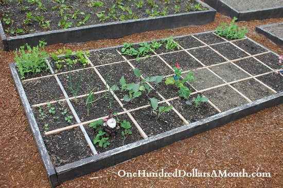Square Foot Gardening - Grow More in Less Space - One Hundred Dollars a