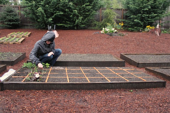 Square Foot Gardening - How Does Companion Planting Work? - One Hundred