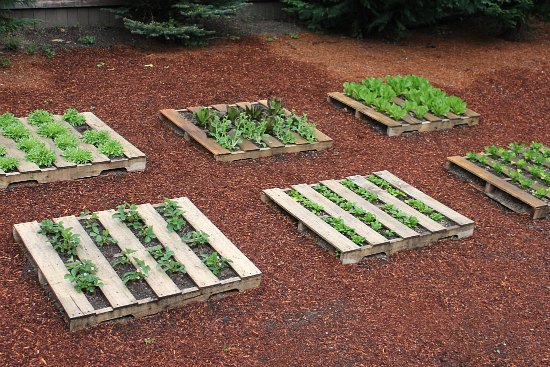 Endive, mystery lettuce and toy bok choy leaves.