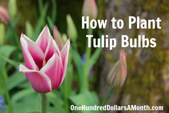 When To Plant Tulip Bulb 4