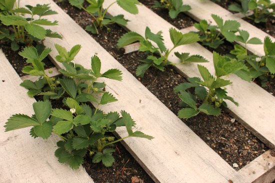 Grow strawberries in wood pallets