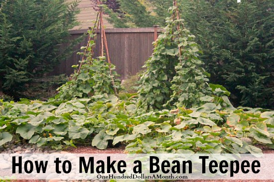 how-to-make-a-bean-teepee
