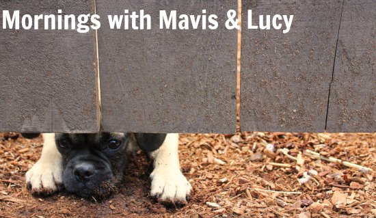 mornings with mavis