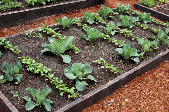 Raised Garden Beds - Cabbage, Radishes, Onions, Broccoli, Garlic Beets
