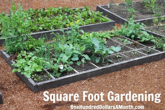 Square Foot Gardening - Lettuce, Kohlrabi, Peas, Kale, Radishes ...